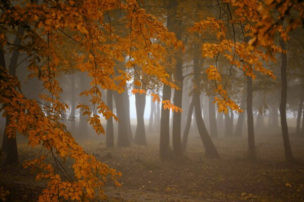 Sad autumn forest in the fog