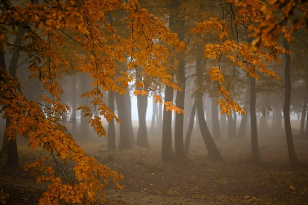 Triste foresta autunnale nella nebbia