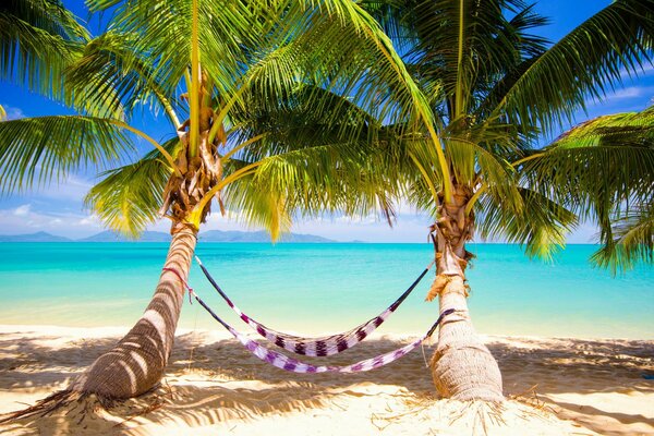 Tropici spiaggia amaca e palme