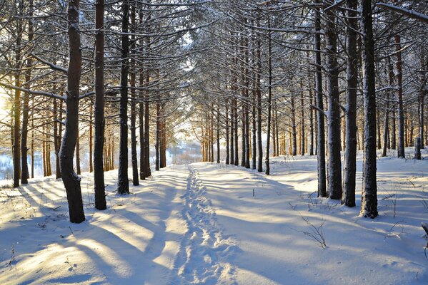 Nieve en el bosque de invierno. Huellas en el camino