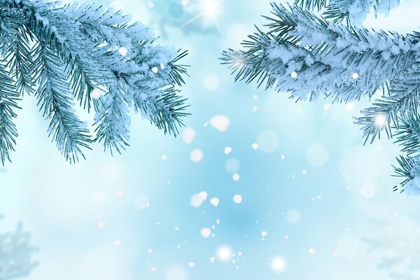 Naturaleza agujas de árbol de Navidad en invierno con nieve