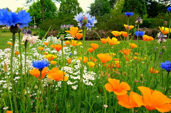 Fleurs de Prairie bleues et jaunes