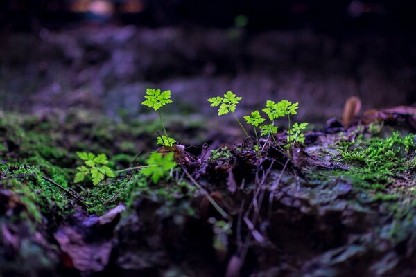 Sprouts of an unknown plant in the ground