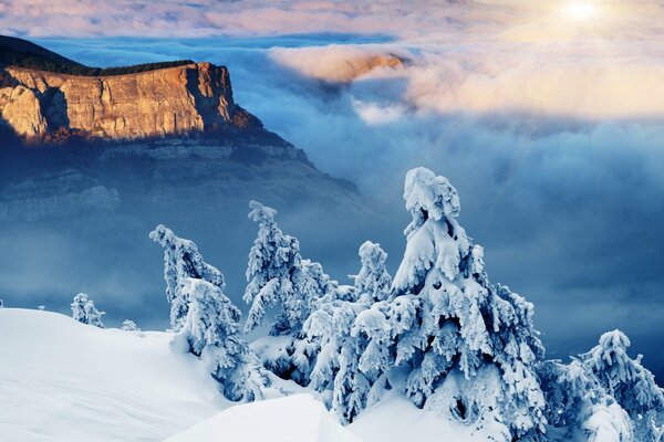 Pente d hiver de la montagne épinette dans la neige