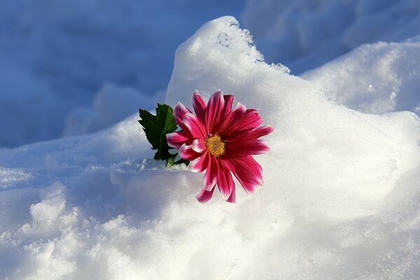 Śnieżny kwiat, w który włożony jest kwiat
