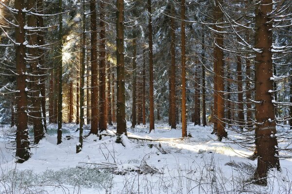 Bosque de pinos en invierno a la luz del sol