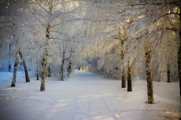 Winter snow-covered forest road