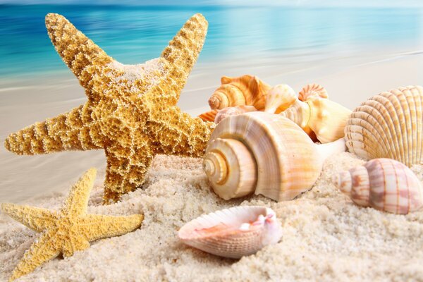 Seashells and a star on the shore of a sandy beach