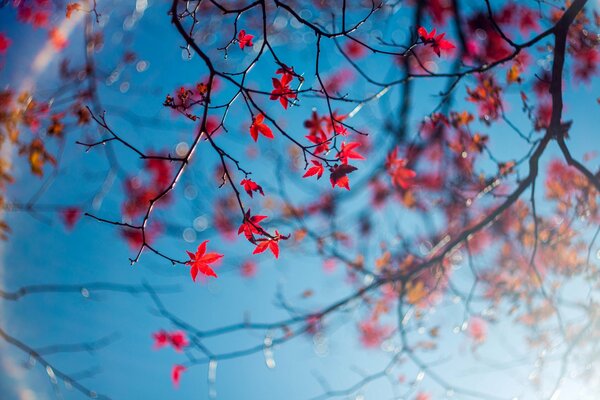 Las últimas hojas del otoño