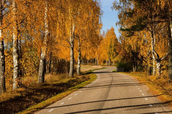 Дорога вдоль яркой осенней рощи берёз