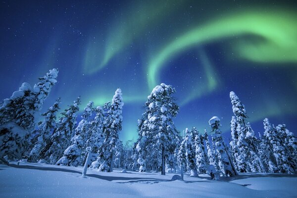 Aurora boreale nella bellissima foresta invernale