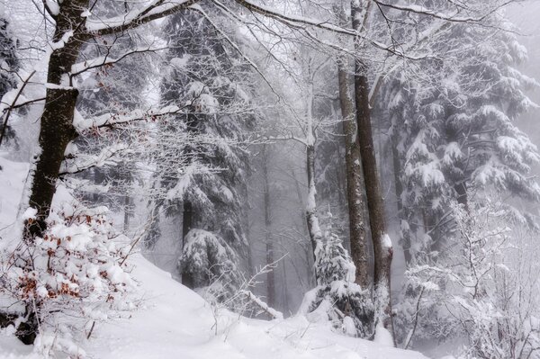 Winter decoration of forest giants