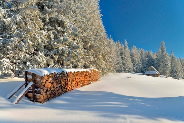 Ein schneebedeckter Baumstamm im Winterwald