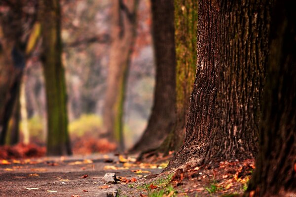 Alter Baumstamm im Herbstgarten