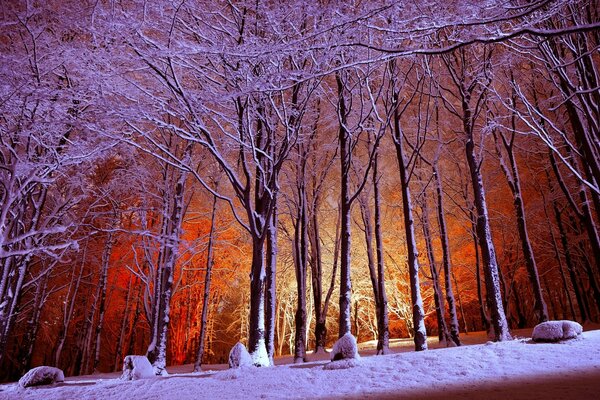 Frost an den Zweigen im Park am Abend mit Beleuchtung