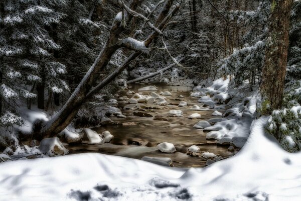 Arroyo entre los árboles cubiertos de nieve