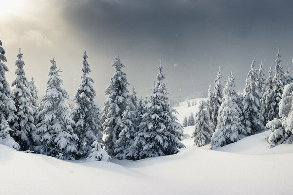 Paesaggio inverno foresta neve