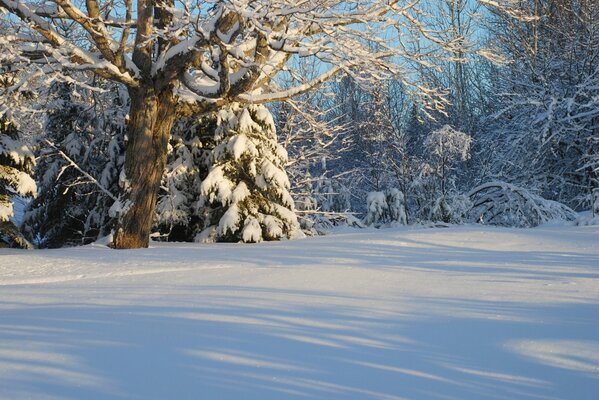 Winter forest in the golden rays of the sun