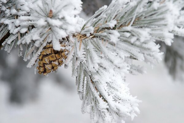 Pigna su un ramo di abete rosso nella neve in inverno