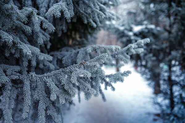 Ramas de abeto y pino en invierno en la nieve