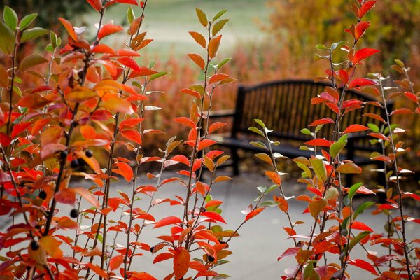 Parc d automne dans le feuillage rouge