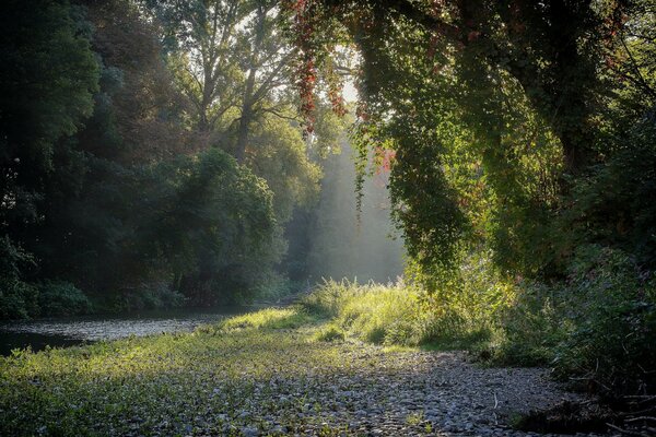 Primi raggi del mattino sul prato della foresta