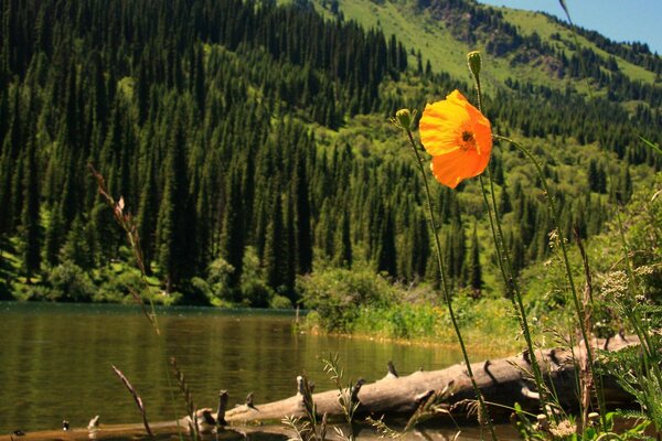 A lake in Kazakhstan. Flower. Nature