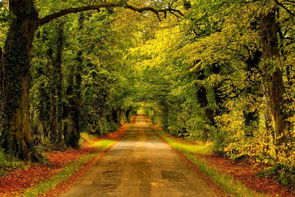 Walking along the road in a bright forest