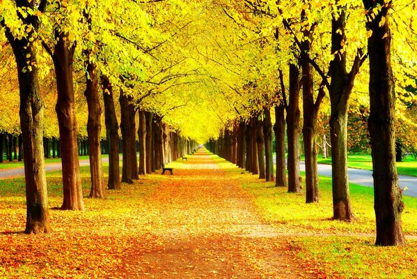Árboles y bancos en el parque de otoño