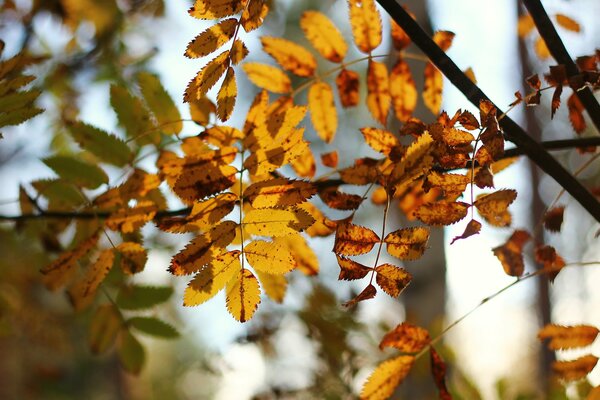 Foglie gialle autunnali al sole