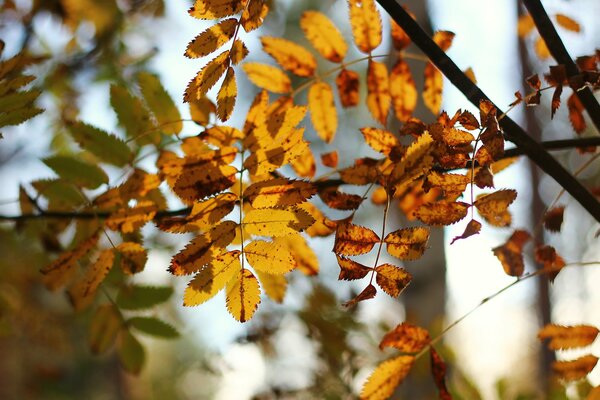 Jesienne żółte liście w słońcu
