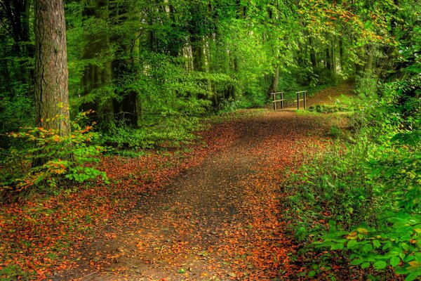 Wanderweg im Wald. Bäume. Brücke im Wald. Die Natur