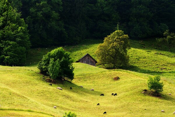 Casa su un prato verde con pecore