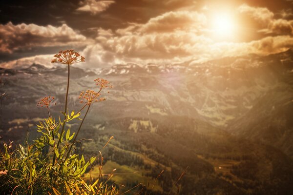 Au sommet de la colline, une fleur rouge