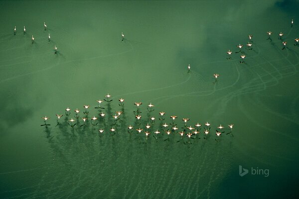 Flasingos fliegen mit einem Pfosten über den See