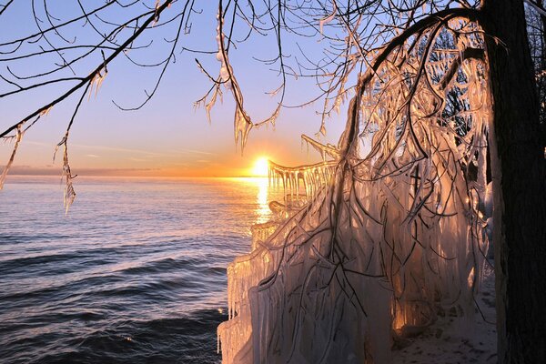 Glaçons sur l arbre sur le fond de la mer et le soleil