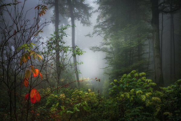 Foresta autunnale nebbiosa dopo la pioggia