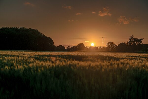 Beautiful sunrise in the field