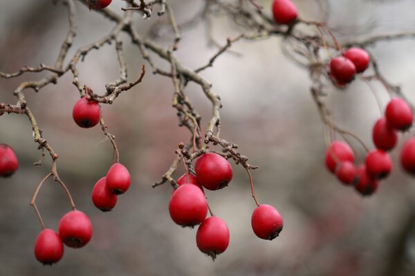 Red berries hanging on a branch