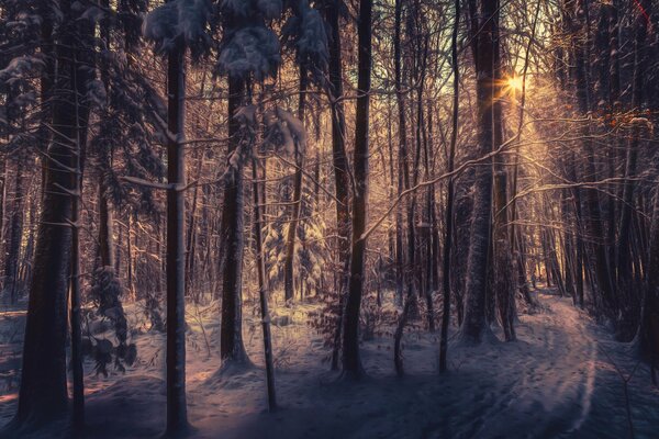 Через зимний лес пробивается солнечный свет, повсюду снег, как обработка художника