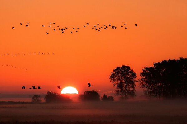 Uccelli nella nebbia sullo sfondo del tramonto