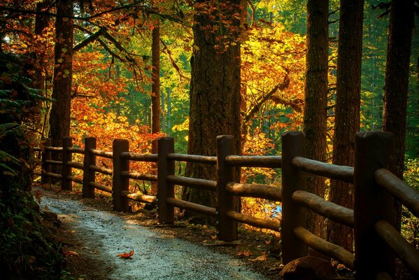 Sentiero per una passeggiata nella foresta autunnale