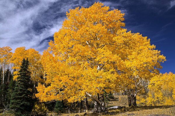 Autumn Birch grove and fir trees