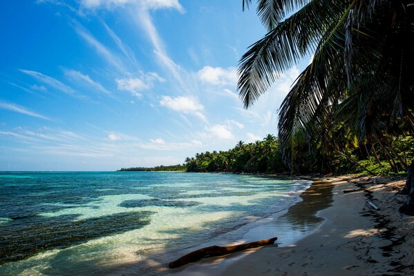 Beach. Palm tree on the shore. The tropics. Landscape