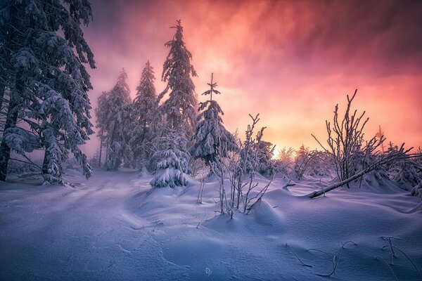 Amanecer helado de invierno en el bosque