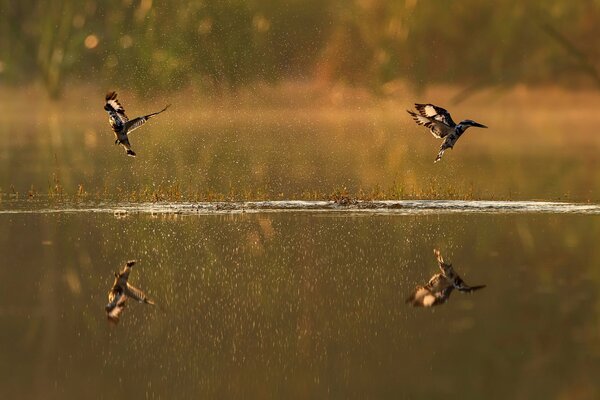 Ein Fluss, über dem Vögel fliegen