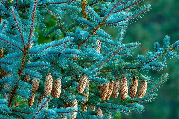 A branch of a blue spruce with cones