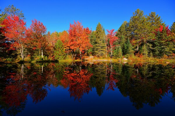 Un grand étang dans la forêt sur la rive de laquelle il y a beaucoup d arbres avec un feuillage multicolore