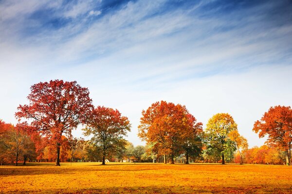 Jesienny park ze złotymi liśćmi