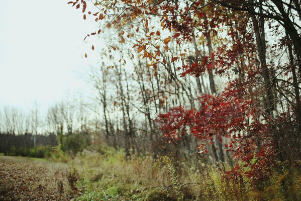 Autumn trees in the forest